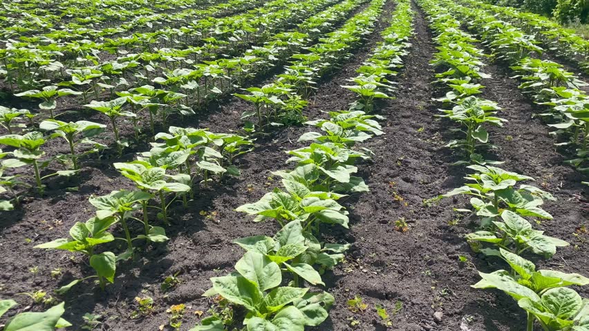 Young Sunflower Field in Rows, Agricultural Landscape, Farming, Green Plants