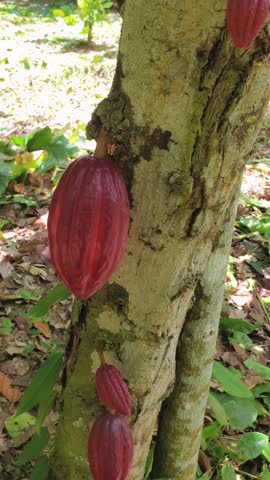 Close-up shot of red cacao pod growing directly on trunk of a tree, tropical forest with leaves and ground visible