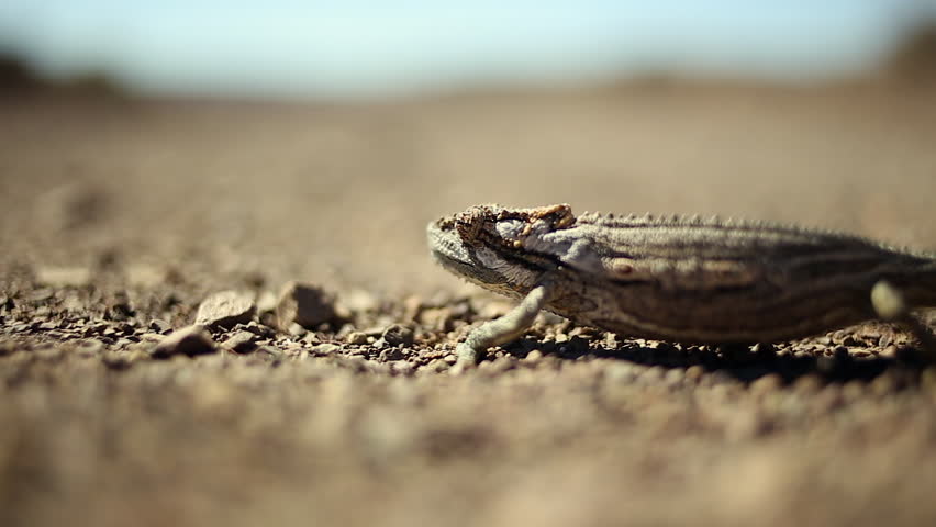 Narrow focus Namaqua lizard in profile, walking across desert pebbles
