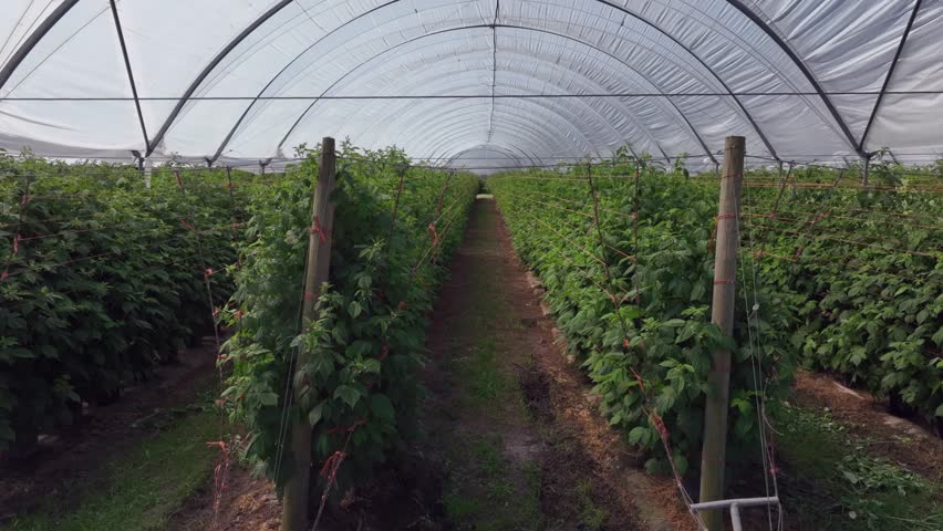 Aerial rises over domed plastic roof of raspberry greenhouse complex