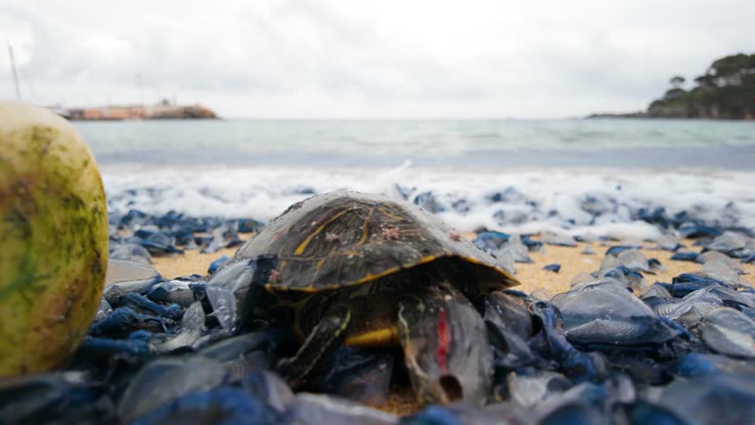 Environmental problem of a dead turtle washed ashore, lying on a beach covered with jellyfish and plastic waste, emphasizing marine pollution and its impact on wildlife