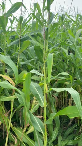 Corn field close-up in summer, vertical video.
