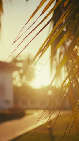 Enjoy summertime, vertical shot with view on bright sun through palm leaves, tropical garden in modern cottage village, rest in luxury resort hotel in summer vacation, traveling and tourism, sunny day