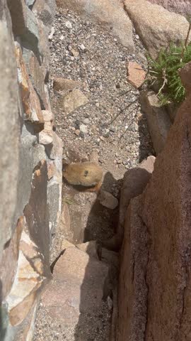 Curious Marmot in Rocky Mountain National Park, Colorado