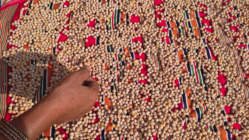 A 4k footage of raw white chickpeas scattered across a colorful patterned cloth. This close-up video highlights the organic nature of the legumes (chana) and the cultural charm of the setting