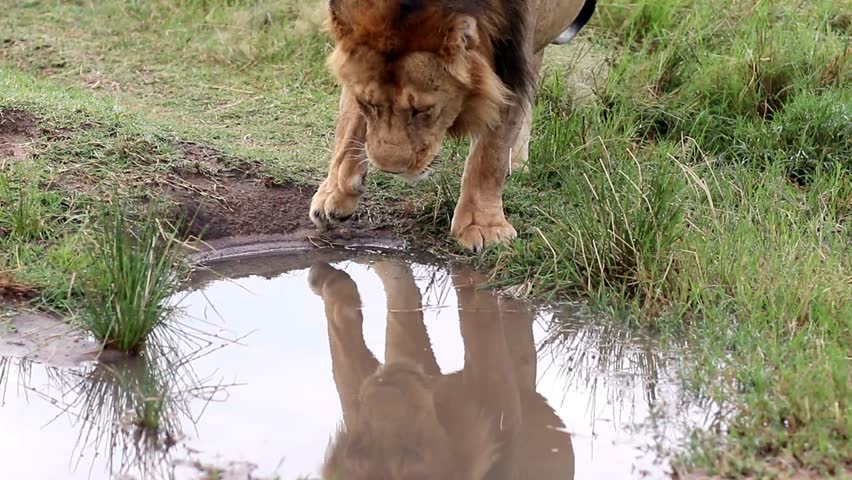 Powerful male lion quenching thirst at waterhole, surrounded by golden savanna grasslands of Masai Mara National Reserve in Kenya
