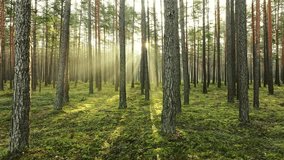 Slow motion shot moving deeper into misty forest, golden sunlight through trees - Powered by Shutterstock - Get 15% off with code: PIKWIZARD15