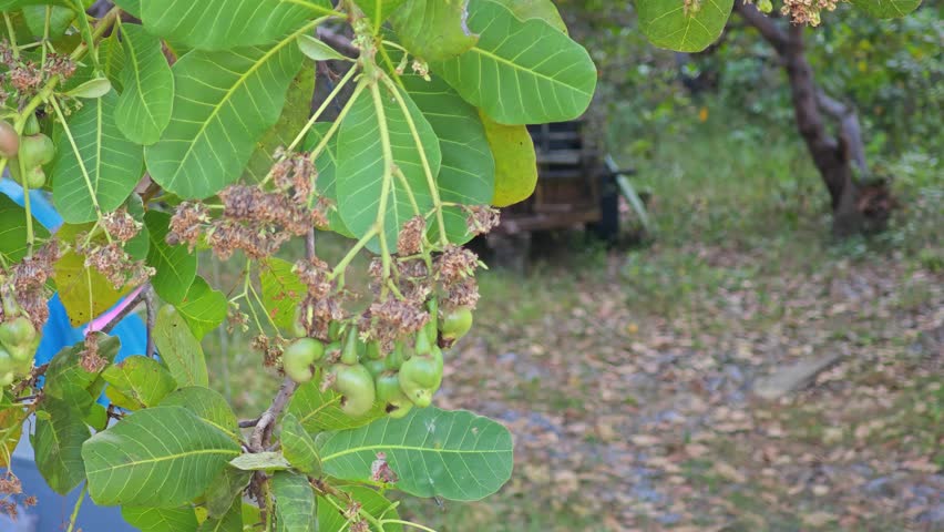 Cashew Nut Tree image - Free stock photo - Public Domain photo - CC0 Images
