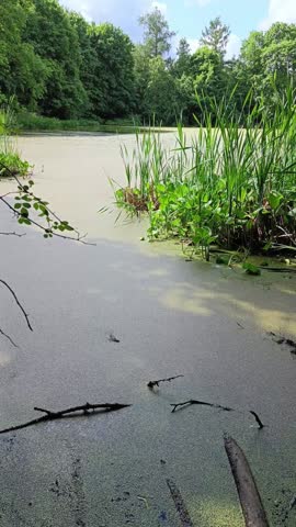 eaceful swamp landscape with green vegetation and calm water in natural setting