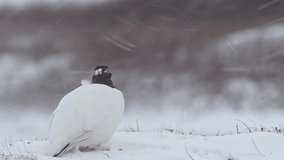 Ptarmigan in Snowy Tundra, Braving Cold Arctic Winds - Powered by Shutterstock - Get 15% off with code: PIKWIZARD15