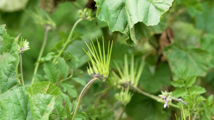 Erodium cicutarium plant with elongated seed pods. Green leaves in the background. Close up