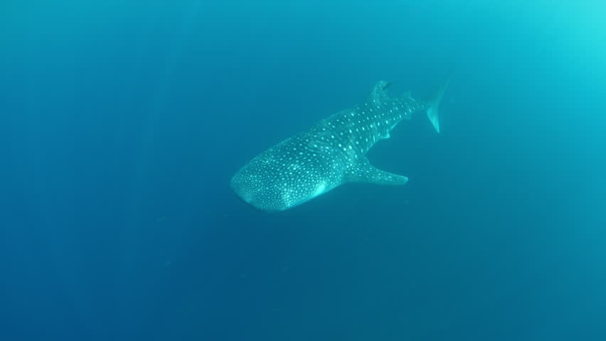 A large, filter-feeding whale shark, Rhincodon typus, slowly swims in shallow water near Gorontolo, Indonesia. This beautiful, tropical shark is considered an endangered species.