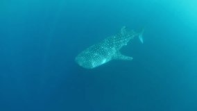 A large, filter-feeding whale shark, Rhincodon typus, slowly swims in shallow water near Gorontolo, Indonesia. This beautiful, tropical shark is considered an endangered species. - Powered by Shutterstock - Get 15% off with code: PIKWIZARD15