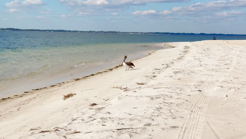 Pelican on beach in flight St George Island Florida