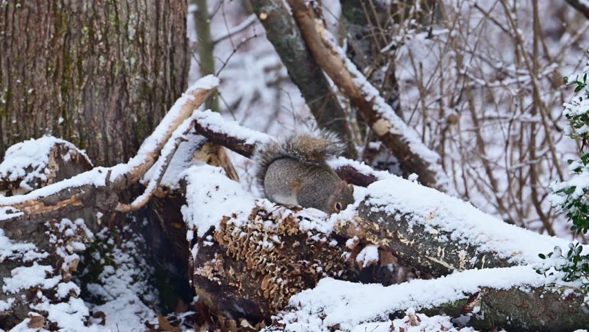 Sciurus carolinensis - Eastern Grey Squirrel, fluffy gray rodent looking for food in the forest litter in the forest in the suburbs of New Jersey - USA