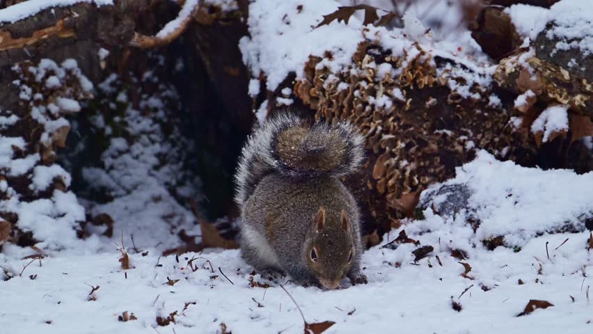 Sciurus carolinensis - Eastern Grey Squirrel, fluffy gray rodent looking for food in the forest litter in the forest in the suburbs of New Jersey - USA