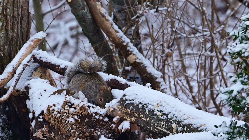Sciurus carolinensis - Eastern Grey Squirrel, fluffy gray rodent looking for food in the forest litter in the forest in the suburbs of New Jersey - USA