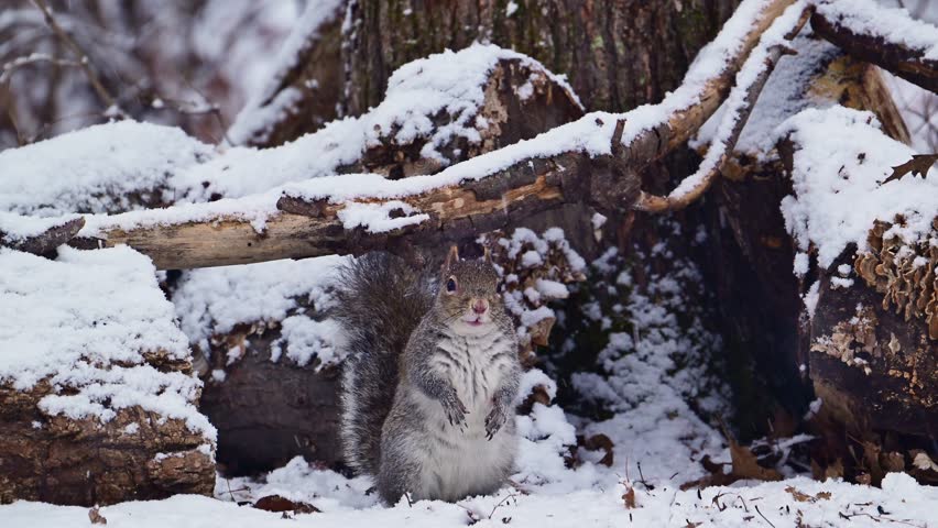 Sciurus carolinensis - Eastern Grey Squirrel, fluffy gray rodent looking for food in the forest litter in the forest in the suburbs of New Jersey - USA