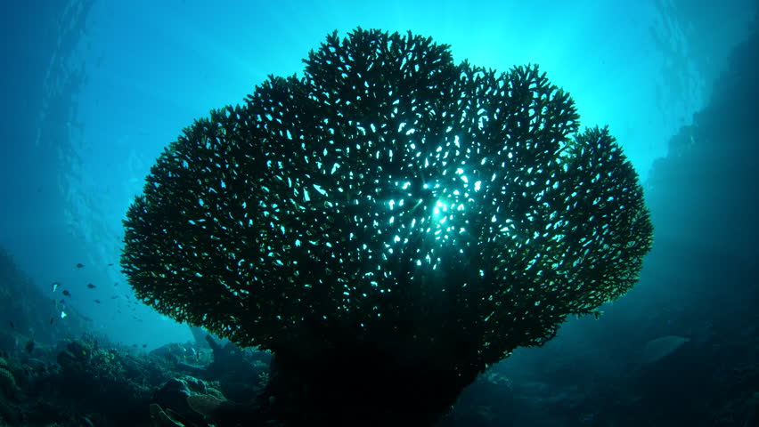 Sunlight silhouettes a fragile table coral growing near Olele, North Sulawesi. This area, near Lembeh Strait, lies just above the equator and harbors extraordinary marine biodiversity.