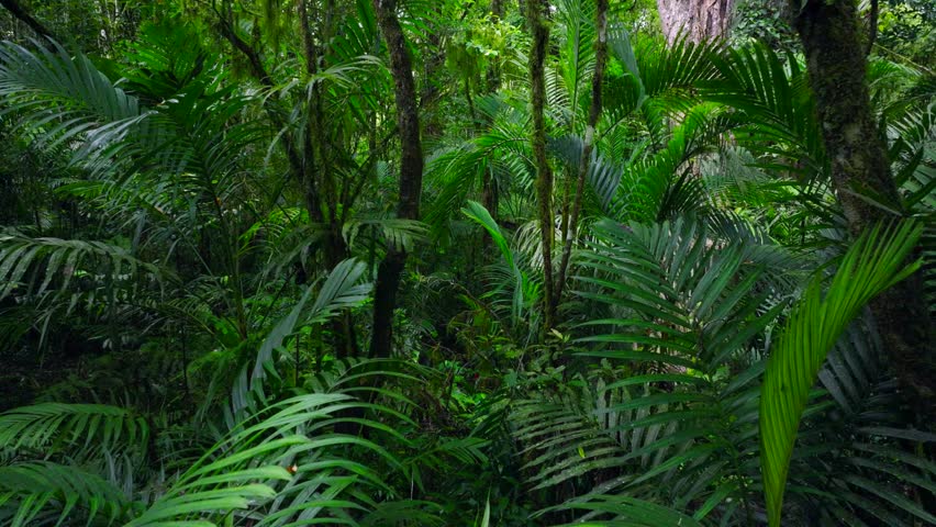 a lush green forest with lots of trees and leaves