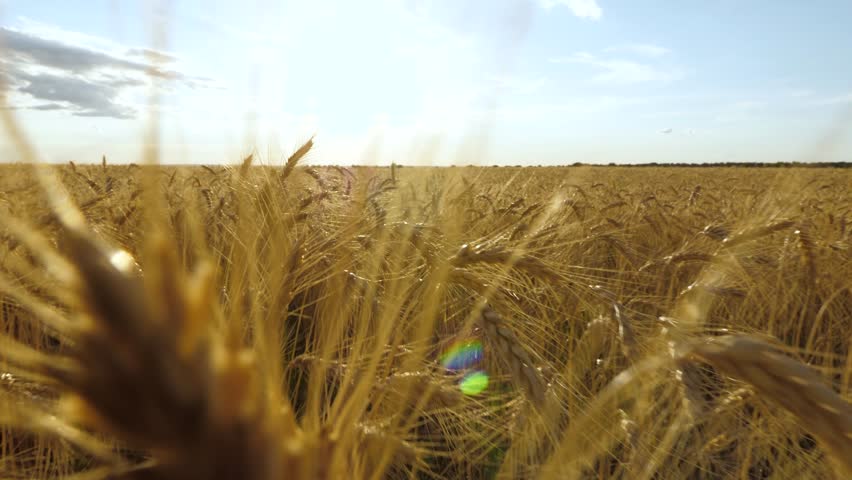 golden wheat fields sway gently evening breeze, warm glow sunset bathes landscape soft, golden hue, endless rows ripe wheat symbolize abundance agriculture, rural beauty nature reflects harmony