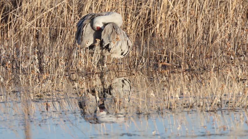 A sandhill crane (Antigone canadensis) preens itself in a marsh, with its reflection visible in still water at Honey Lake Wildlife Area, California.