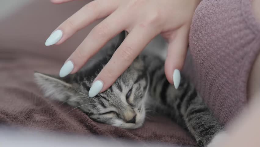 A beautiful and serene moment that captures a peacefully sleeping kitten with a caring hand gently petting it