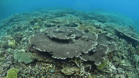 A healthy coral reef thrives along the coast of North Sulawesi, Indonesia. This area is known for its high biodiversity and is a popular destination for diving and snorkeling. - Powered by Shutterstock - Get 15% off with code: PIKWIZARD15