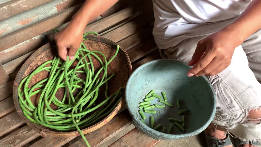A young man cuts green beans by hand. traditional way.