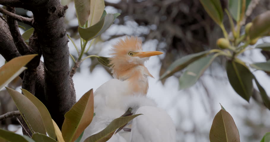 a close up of a cattle egret feeding its chicks in a tree at the bundaberg botanic gardens of queensland, australia