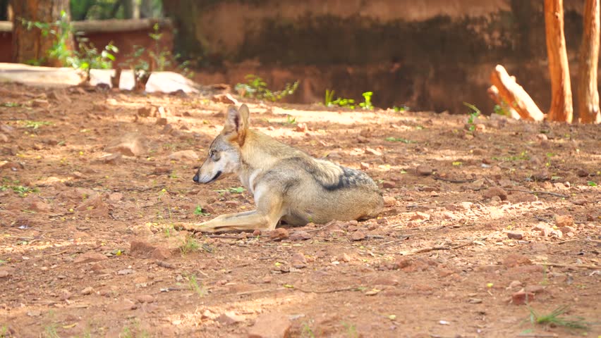 A Jackal is sitting and a Jackal is running away.