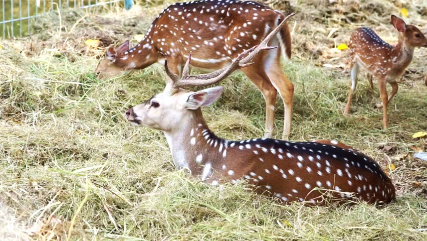 A detailed close-up of a male deer with large antlers standing near a fence in a wildlife park. Captured in natural daylight.