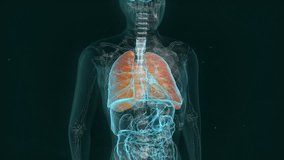 Medical Laboratory Analysis. Using the Modern Analysing Research Tool. Skeleton Projection of the Rotating Human Body. Selecting the Lungs and a Trachea. Searching for the Virus Marks. Data Analysis. - Powered by Shutterstock - Get 15% off with code: PIKWIZARD15