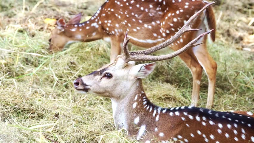 A detailed close-up of a male deer with large antlers standing near a fence in a wildlife park. Captured in natural daylight.