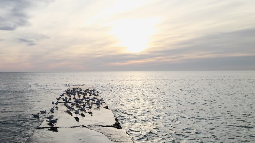 Seagull birds flying from pier slowmotion in sea with sun shining through clouds