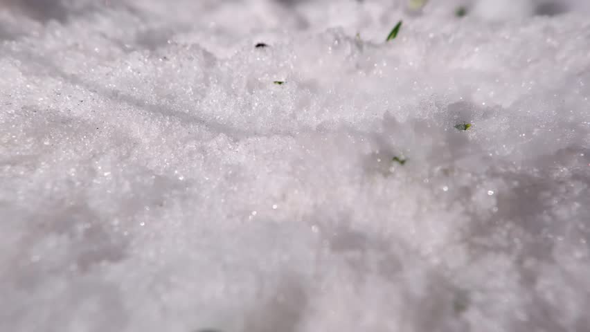 Closeup of snowdrop flowers in fast melting snow in spring morning time lapse
