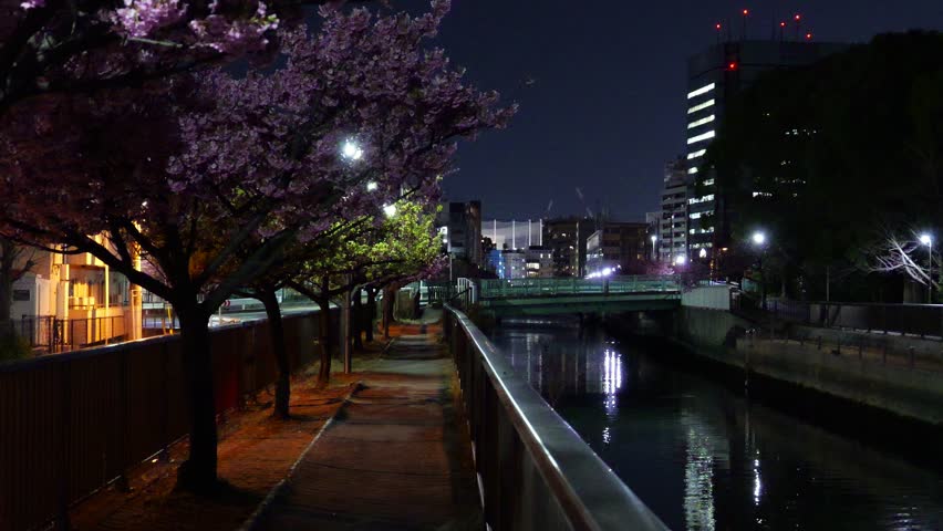Oyokogawa Kawazu sakura cherry blossoms, Japan Night View