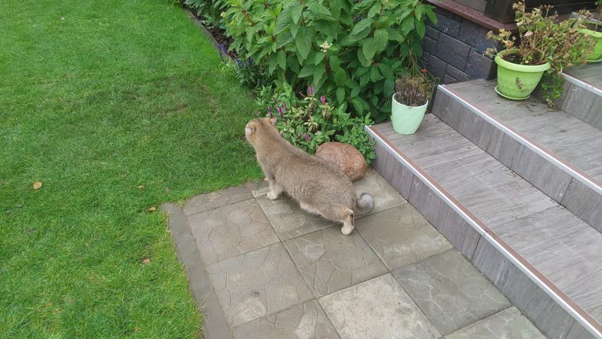 A Scottish-bred cat ran down the porch steps onto the grassy lawn. Then he turned around and jumped back onto the terrace of the wooden living house. There is a table and chairs by the door. Overcast
