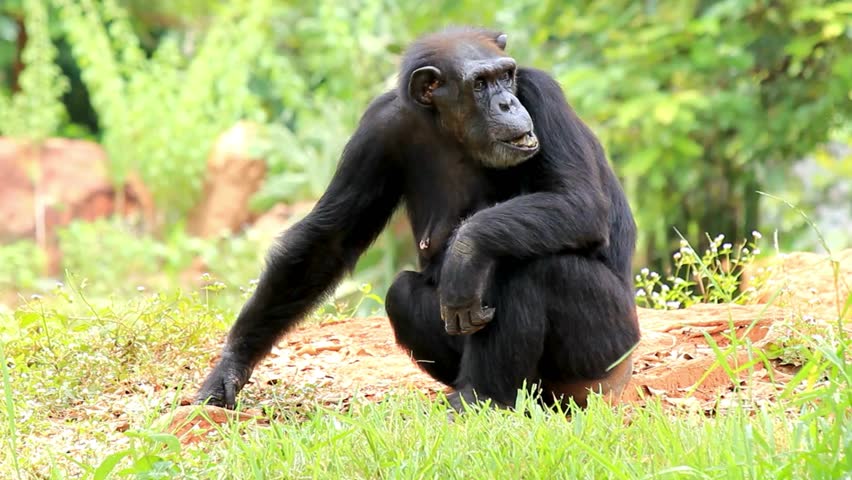 A chimpanzee in its natural habitat, displaying intelligence and social behavior. A captivating wildlife video showcasing the agility, expressions, and playful nature of this great ape
