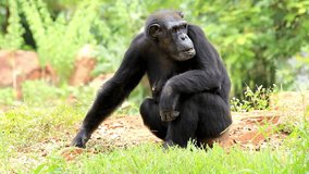 A chimpanzee in its natural habitat, displaying intelligence and social behavior. A captivating wildlife video showcasing the agility, expressions, and playful nature of this great ape
 - Powered by Shutterstock - Get 15% off with code: PIKWIZARD15