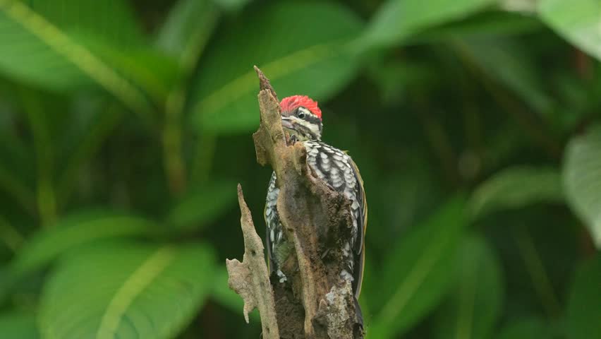 common flameback bird is pecking at the tip of a dry tree branch