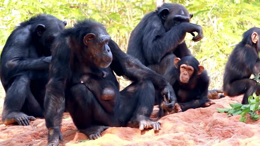 A chimpanzee in its natural habitat, displaying intelligence and social behavior. A captivating wildlife video showcasing the agility, expressions, and playful nature of this great ape
