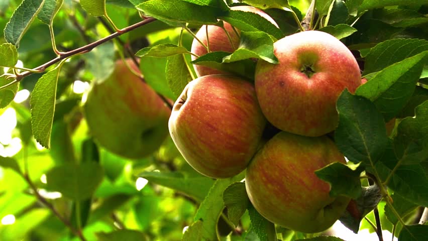 Behold the stunning view of closeup apple on apple tree kinnaur apple, showcasing the natural beauty and scenic wonders of the region.