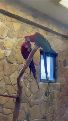 A Parrot biting fleas on another Parrot