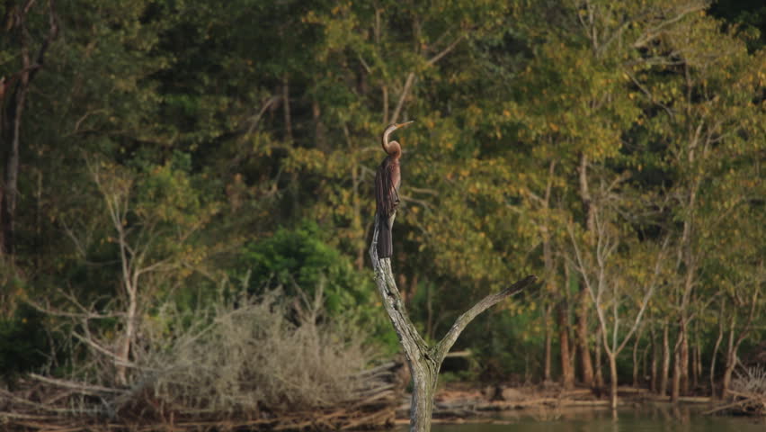 A lone Oriental Darter bird perches on a weathered tree branch, gazing over a serene forested riverbank.