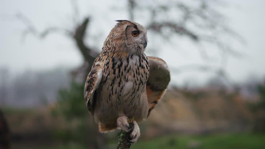 Siberian eagle owl on tree branch flaps its wings, close slomo shot