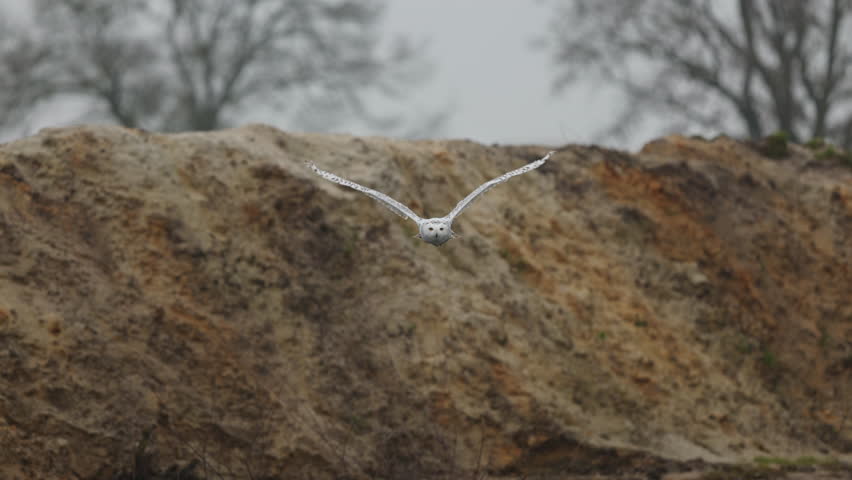 Snowy owl tries to catch fish by water surface while flying, slomo tracking shot