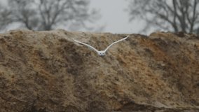 Snowy owl tries to catch fish by water surface while flying, slomo tracking shot - Powered by Shutterstock - Get 15% off with code: PIKWIZARD15