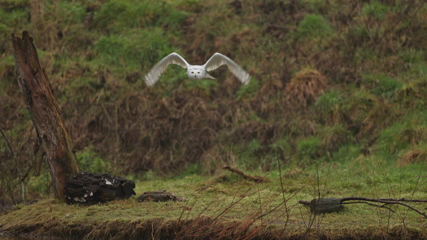 Frontal slo-mo of white snowy owl flying in autumn forest landscape
