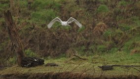 Frontal slo-mo of white snowy owl flying in autumn forest landscape - Powered by Shutterstock - Get 15% off with code: PIKWIZARD15